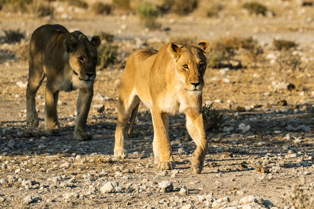 MDS_NAMIBIA_TRAVELL_1